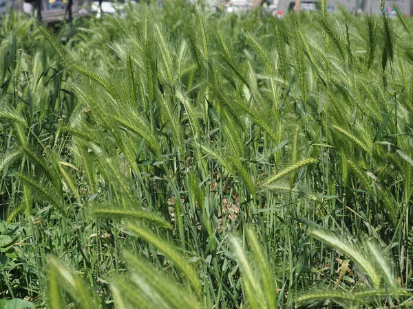 Green Grassland Meadow Grass Useful Background — стоковое фото