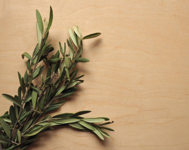 Kudüs 'e zafer dolu İsa' nın girişi anısına Palm Sunday zeytin dalı