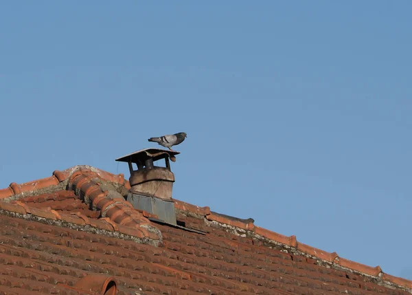 Domestic Pigeon Aka Rock Pigeon Scientific Name Columba Livia Domestica — Fotografia de Stock