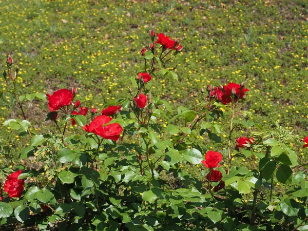 Rosa Arbusto Perenne Flor Roja Nombre Científico Rosa — Foto de Stock