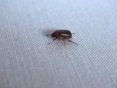 Melolonthinae Böcek Bilimsel sınıflandırması Scarabaeidae hayvan sınıfı böcekler