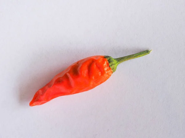 Red Hot Chili Pepper Vetenskapligt Namn Capsicum — Stockfoto
