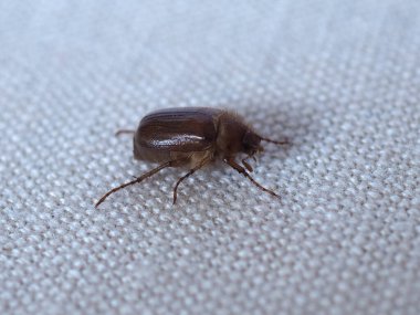 Melolonthinae Böcek Bilimsel sınıflandırması Scarabaeidae hayvan sınıfı böcekler