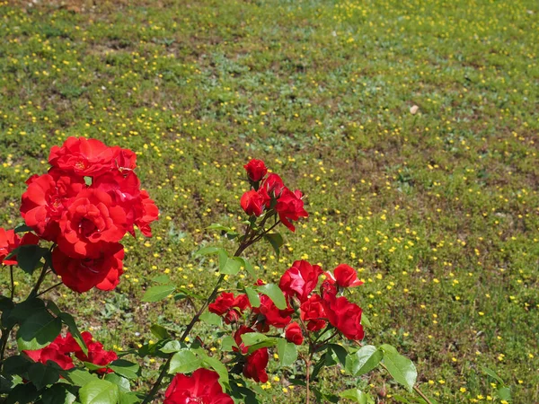 Gül Uzun Ömürlü Çalılık Kırmızı Çiçek Bilimsel Adı Rosa — Stok fotoğraf
