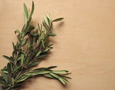 Kudüs 'e zafer dolu İsa' nın girişi anısına Palm Sunday zeytin dalı