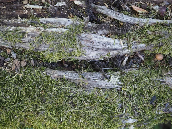 Textura Musgo Verde Útil Como Fondo — Foto de Stock