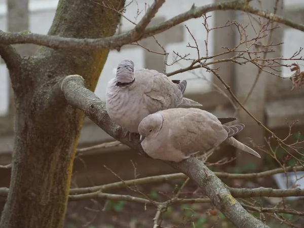 Dos Palomas Collar Eurasiáticas Nombre Científico Streptopelia Decaocto — Foto de Stock