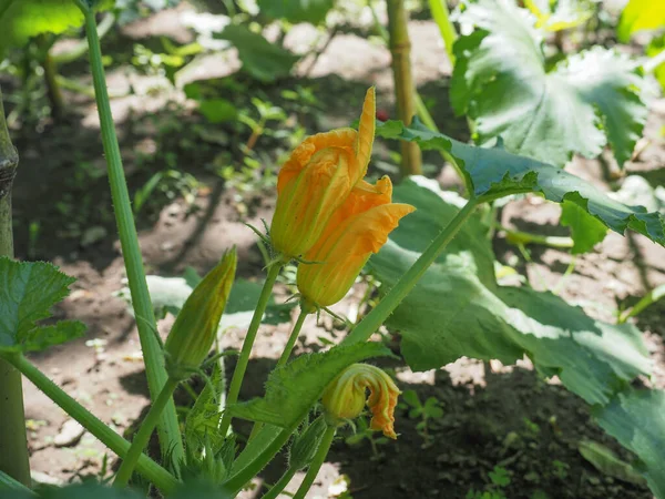 ズッキーニの学名 Cucurbita Pepo Aka Cougettes Plant Yellow花 — ストック写真