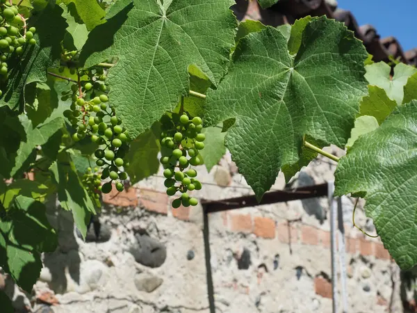 Grapevine Aka Planta Vid Nombre Científico Vitis Vinifera —  Fotos de Stock