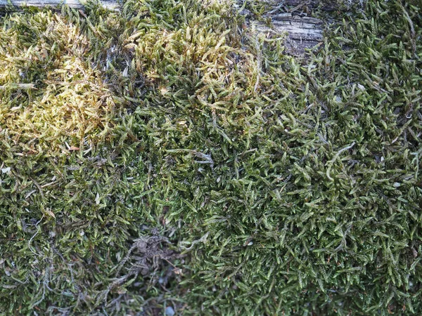 Green Moss Texture Useful Background — Stock Photo, Image