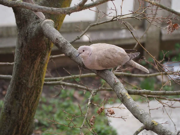 two eurasian collared doves (scientific name Streptopelia decaocto)