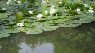 Su Lily Nymphaea bitkileri ve böceklerle dolu bir göletin statik görüntüsü.