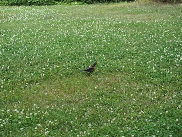 Обычное Научное Название Дрозда Turdus Merula Птиц Животного Класса Лугу — стоковое фото