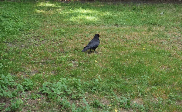 Černá Vrána Aka Raven Vědecký Název Corvus Zvířat Třídy Ptáků — Stock fotografie