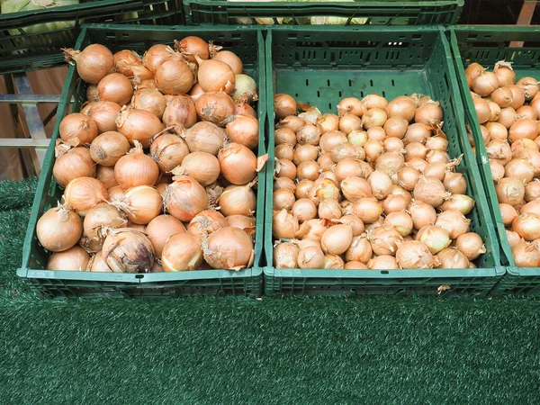 洋葱学名Allium Cepa Aka Bulb Onion或普通洋葱蔬菜素食 — 图库照片