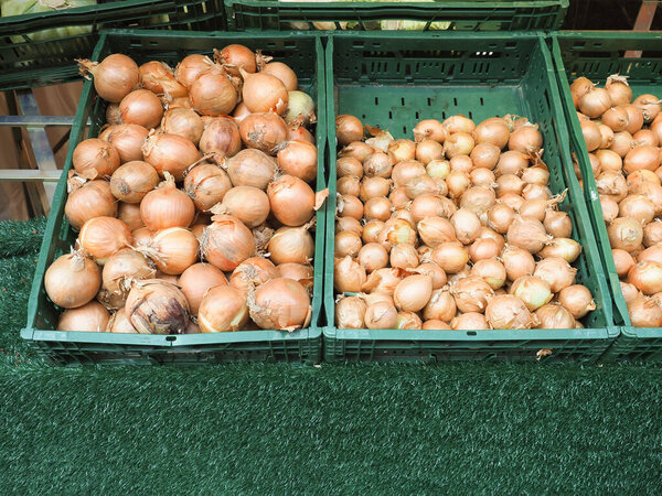 onions scientific name Allium cepa aka bulb onion or common onion vegetables vegetarian food