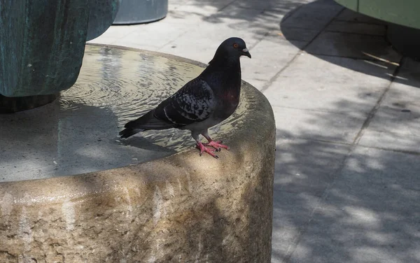 Black Domestic Pigeon Aka Rock Geon Scientific Name Columba Livia — 图库照片