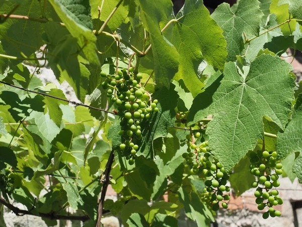 Videira Aka Planta Videira Nome Científico Vitis Vinifera — Fotografia de Stock