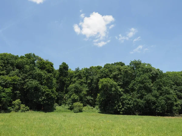 Prado Árvores Fundo Natural Com Espaço Cópia — Fotografia de Stock