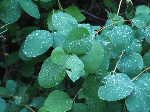 Rain Drops Green Leaves Plant — Stock Photo, Image