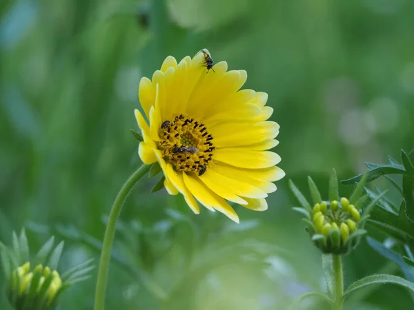 Insects Fetching Nectar Yellow Flower Lawn — Stock Photo, Image