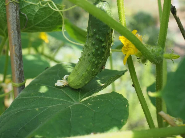 Cucumbers Scientific Name Cucumis Sativus Vegetables Vegetarian Food — Foto Stock