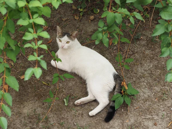 Chat Tabby Domestique Blanc Sous Ombre Arbre — Photo