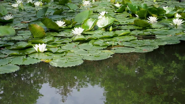 Water Lily Plant Scientific Name Nymphaea Pond Water — Stock Photo, Image