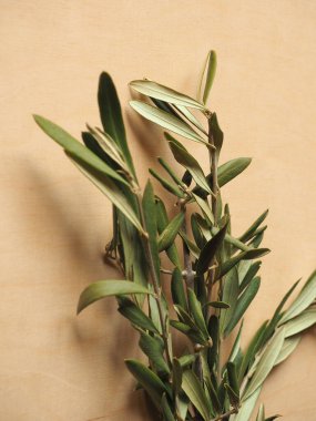 Kudüs 'e zafer dolu İsa' nın girişi anısına Palm Sunday zeytin dalı