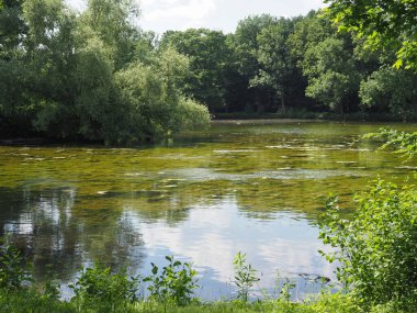 Etrafı yeşilliklerle çevrili bir gölette sümük ve algler.