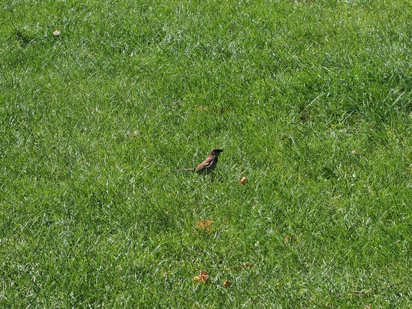 Обычное Научное Название Дрозда Turdus Merula Птиц Животного Класса Лугу — стоковое фото