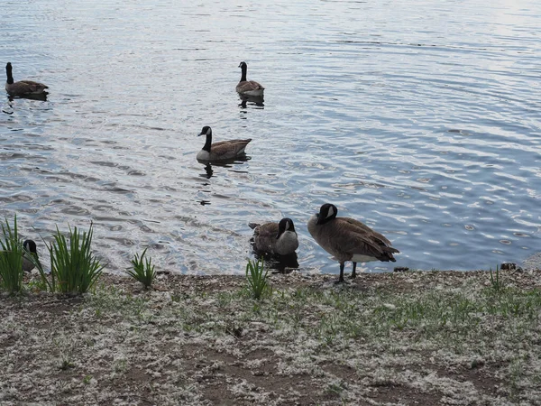 Mallard Wild Ducks Pond Water — Stockfoto