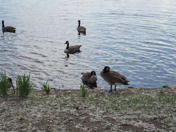 Дикие Утки Пруду Водой — стоковое фото