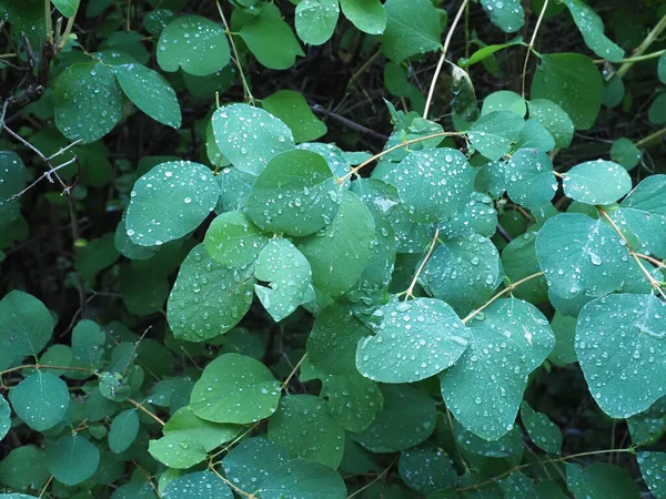 Rain Drops Green Leaves Plant — Stock Photo, Image