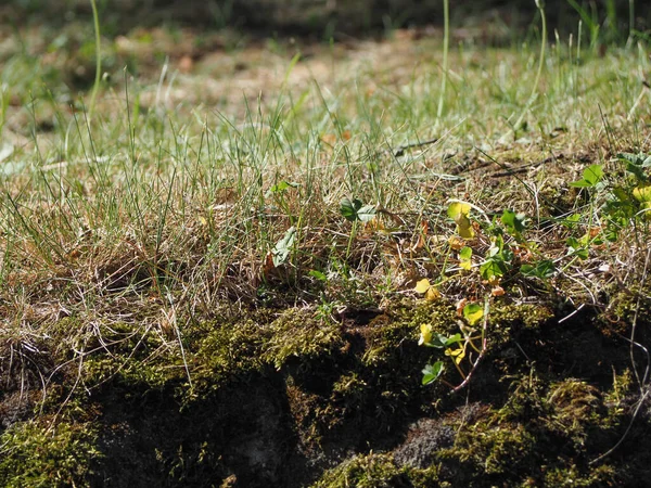 Earth Section Meadow Showing Grass Soil — Stock Photo, Image