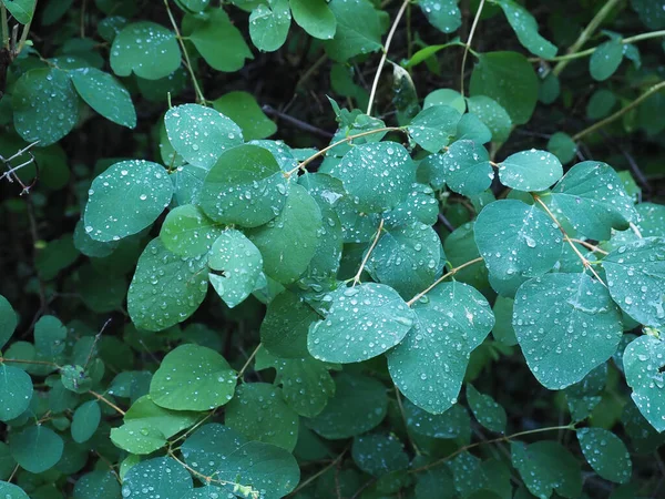 Rain Drops Green Leaves Plant — Stock Photo, Image
