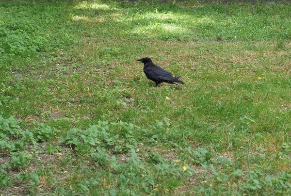 Corbeau Noir Alias Corbeau Nom Scientifique Corvus Oiseaux Classe Animale — Photo
