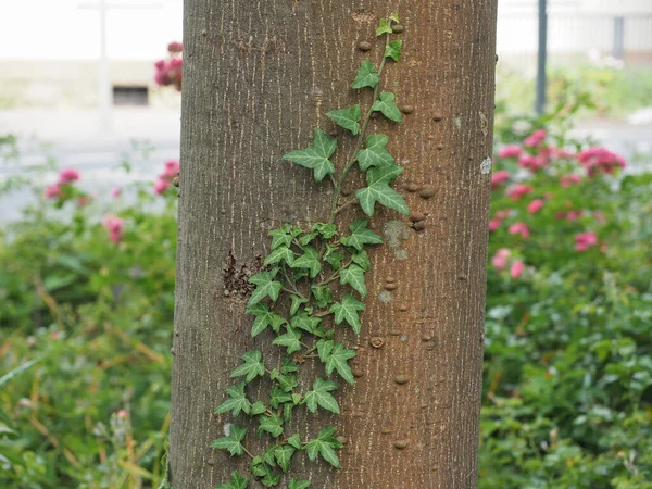 Green Ivy Plant Tree Trunk — Stockfoto