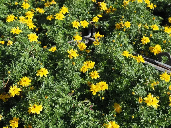 Yellow Flowers Greenery Useful Background — Stockfoto