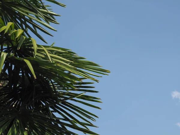 Palm Tree Scientific Classification Arecaceae Blue Sky Copy Space — Fotografia de Stock