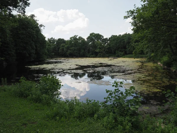 Mucilage Algae Pond Surrounded Greenery — Stockfoto