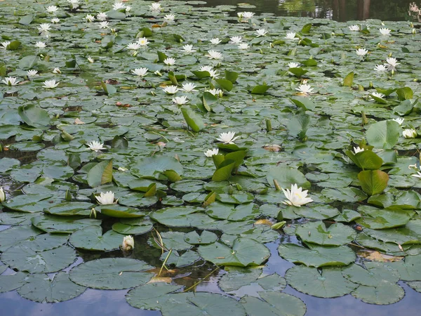 Lírio Água Planta Nome Científico Nymphaea Uma Lagoa Água — Fotografia de Stock