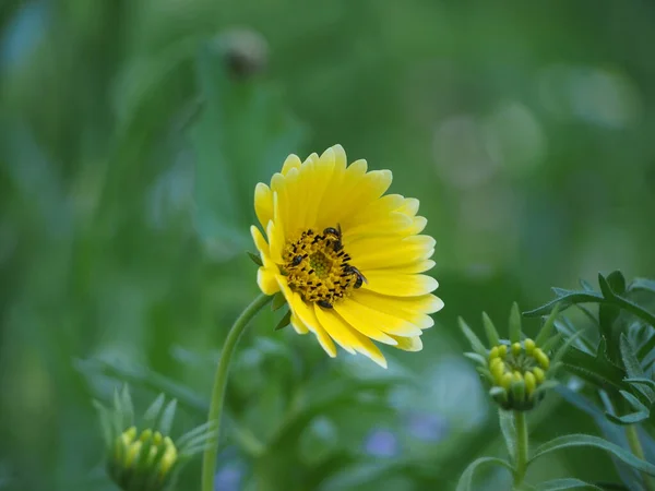 草の中の黄色い花から蜜をとる昆虫は — ストック写真