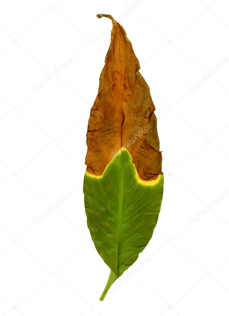 browning leaves caused by under watering, sunburn or overwatering