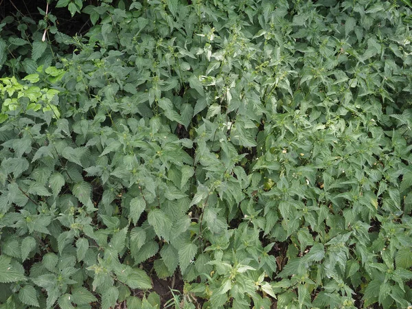 Stinging Nettle Plant Scientific Name Urtica Dioica — ストック写真