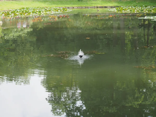 Fountain Pond Water Reflecting Greenery — Stock Photo, Image