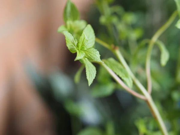 Peppermint Plant Scientific Name Mentha Piperita Selective Focus — Stockfoto