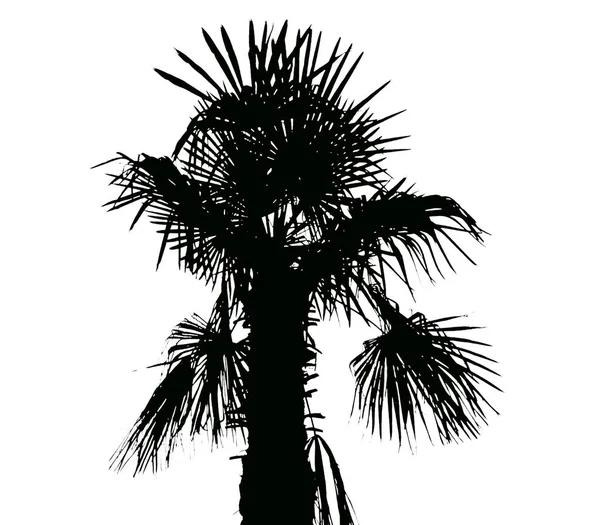 棕榈树轮廓 独立于白色背景之上 — 图库照片