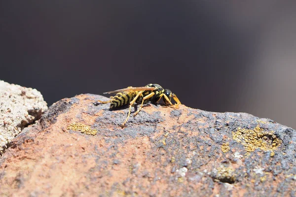 Insecto Avispa Una Pared Ladrillo Con Espacio Copia Enfoque Selectivo — Foto de Stock