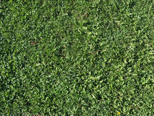 Green Meadow Grass Useful Background — Stock Photo, Image